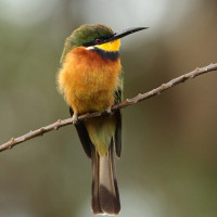 Cinnamon-chested Bee-eater